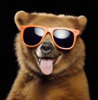 The Orange Bear Marketing Agency image 11